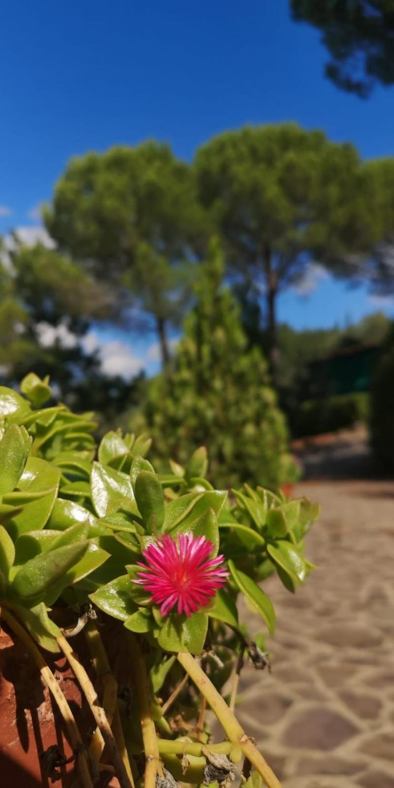 Villa Santa Margherita - La Suvera Ponte A Bozzone Extérieur photo
